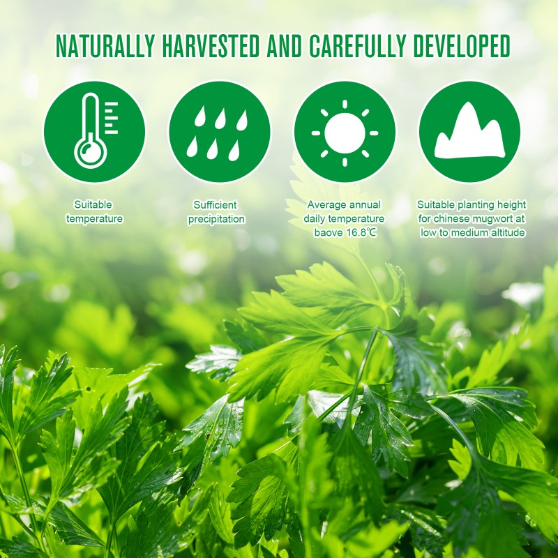 Wormwood Pain Relief Patches for Shoulder Pain